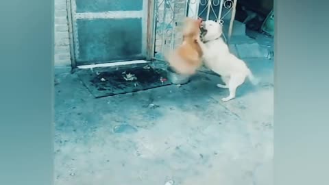 Dog VS chicken fight