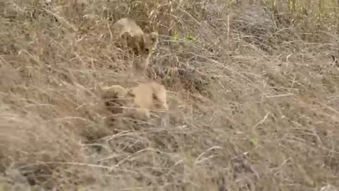 Must See - ADORABLE! SIX LION CUBS -First outing.