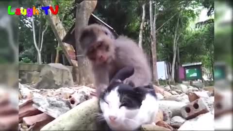 Funniest Monkey Annoying Cat