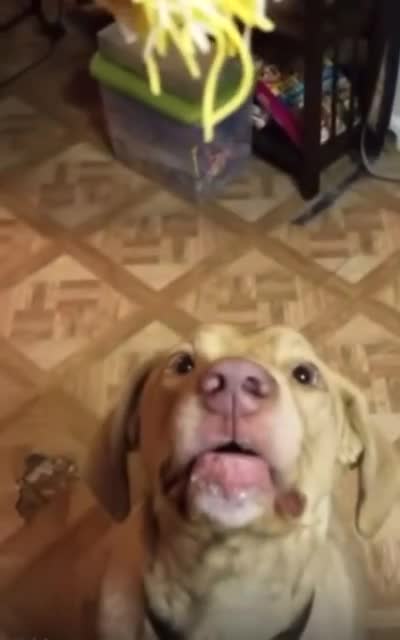 Do you like cheese?🧀