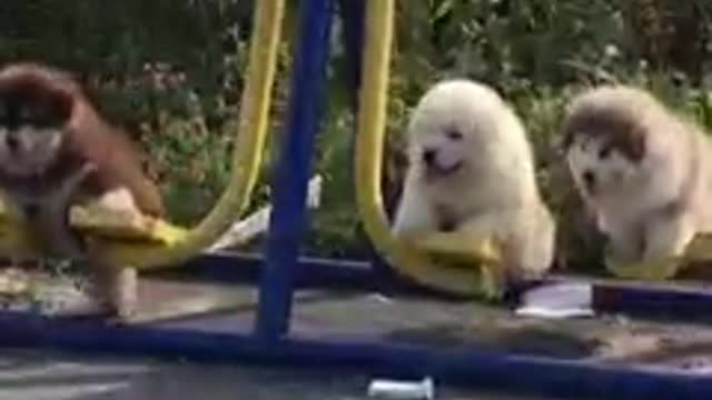 cute puppy ever1