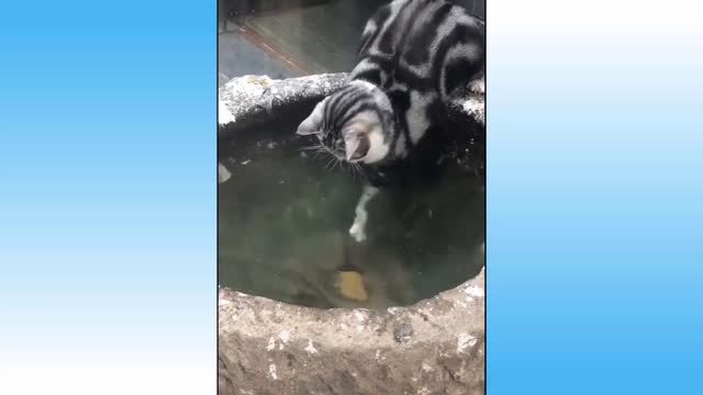 Kitten trying to catch fish.