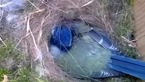 The complete story from the nest to chicks fledging ❤️❤️