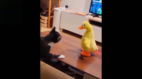 Funny cat 🐈 videos compilation ~ try not to laugh