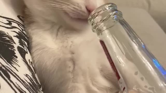 Crazy Party Kitten Snatches Owner's Beer