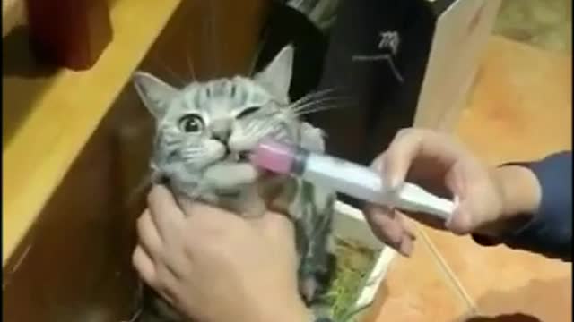 Funny cat injection that will make you laugh out loud