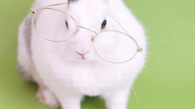 funny rabbit