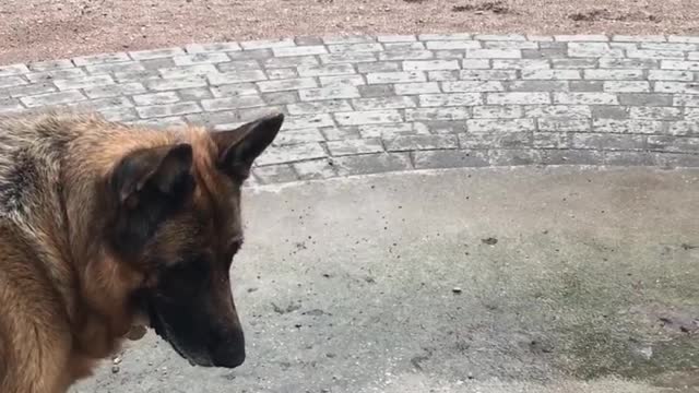 Greedy dog hogs entire water fountain