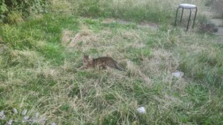 Cat playing in the grass