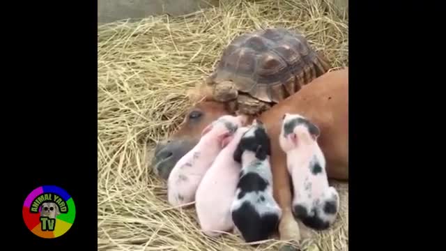 Cuties Pets 6