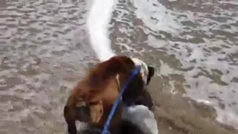 Larry The English Bulldog | First Time At The Beach