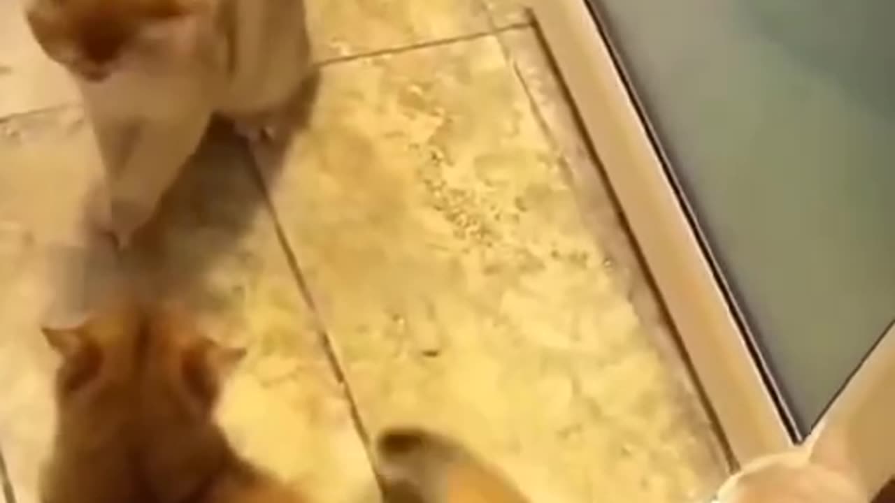 cat finger