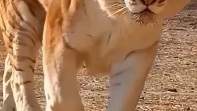 She has the best pet of all — a real live tiger.