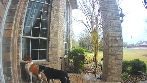 Family Dogs Learn to Use Ring Video Doorbell to Get Owner’s Attention