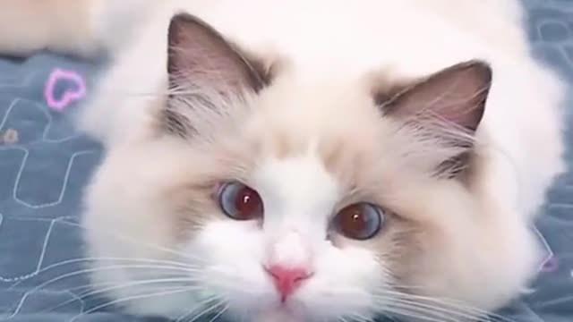 cute, cute and playful kitten