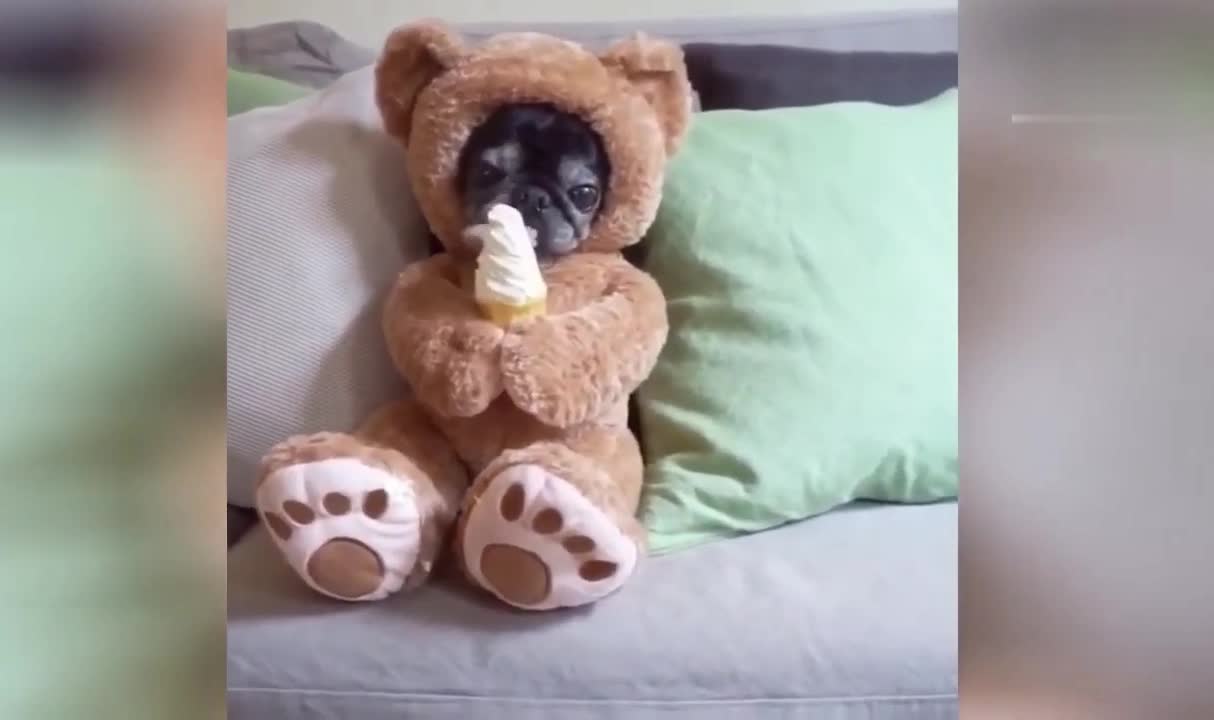 OMG Super Cute ♡ Funny Cats and Dogs Compilation #3
