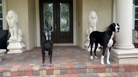 Great Dane Sniffs The Early Winds & Rain from Hurricane Idalia