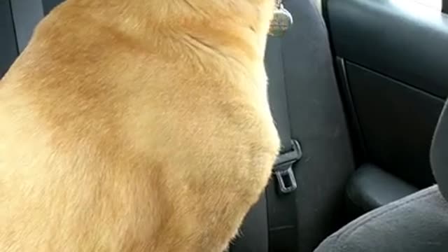 Excited Doggo Can Barely Contain Him
