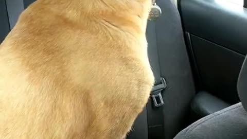 Excited Doggo Can Barely Contain Him