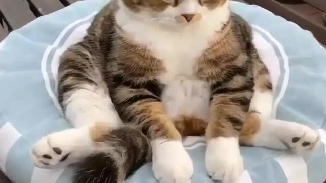Soooooo cute cat