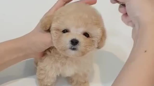 Hairy Cream Toy Poodle - Teacup puppies