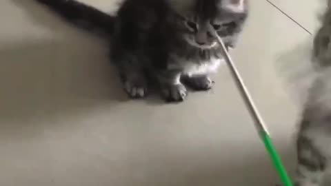 funny cat