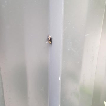 Fly getting eaten my this spider