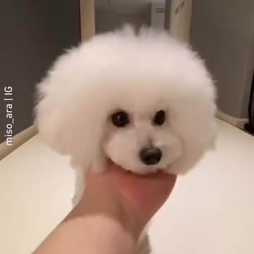 Cute Dogs Compilation - Funny Dog - Cute Puppy #shorts