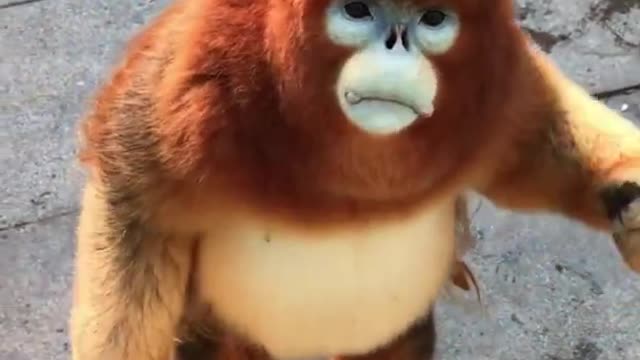 Cute Golden Snub Monkey