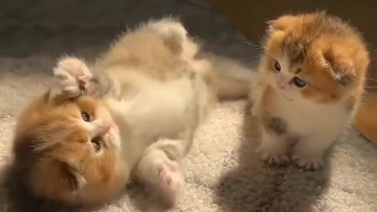 Animal funniest cat video