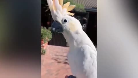 Funny parrot parrot talk video