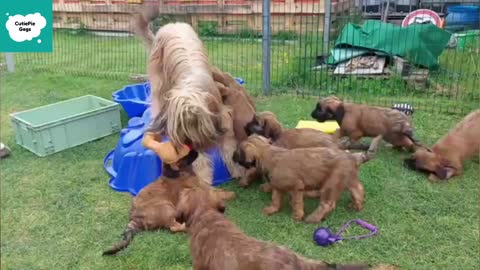 Cute Puppies So Cutest - Cute and Funny Puppy Videos Compilation