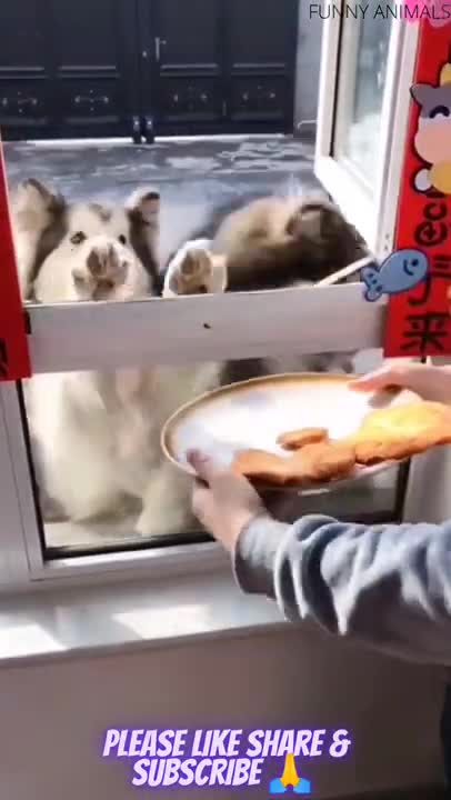 Funniest Animal | Animals Awe Funny Dogs 😂 #shorts 2021 Funny Animals