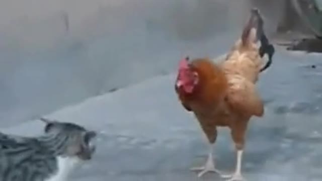 The cat is not guaranteed!