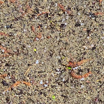Light hail on a riverbank.