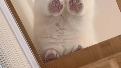 Funny & Cute Cats and Dogs 🥰🥰 #cats #dogs #reels #shorts #viral #pets #redfoxfolder