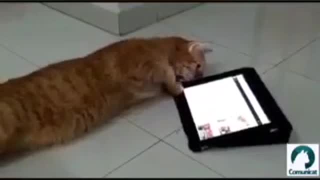 distraindo gato com tablet