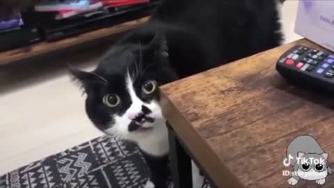 Funny cats video