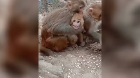 pull monkey mommy monkey defends