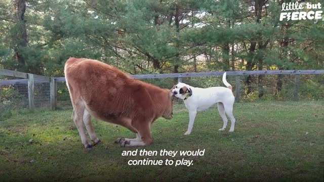 Rescued Baby Cow Starts Wrestling With A Dog His Size