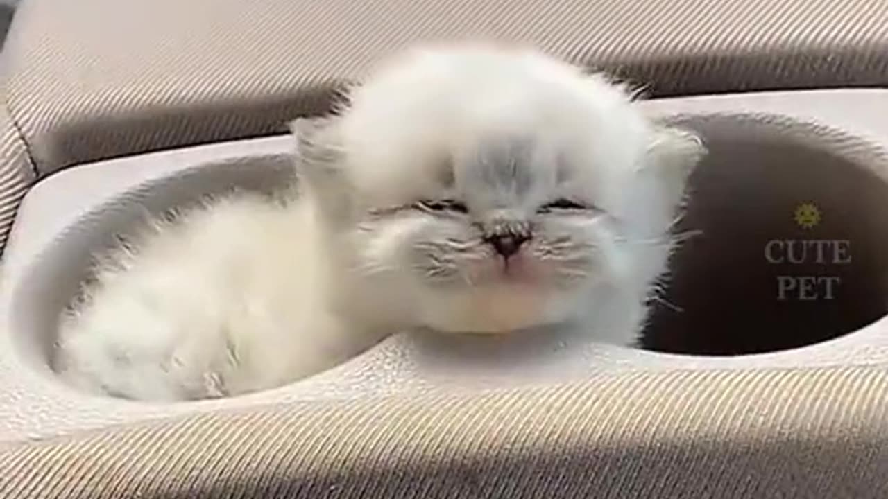 Cutest cats