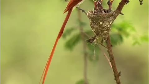 So beautiful birds