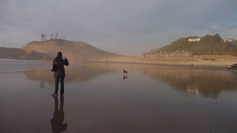 Dogs And People On Sandy Beach Drive