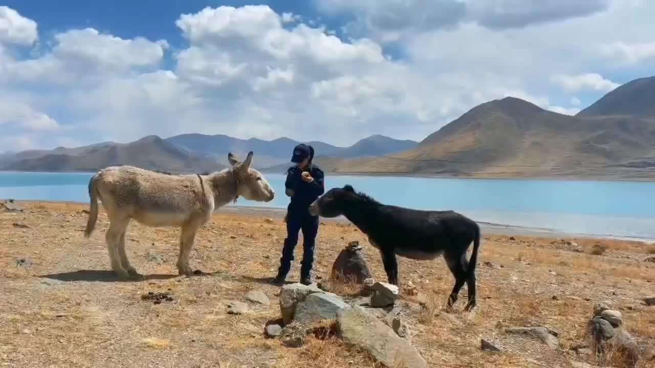 Hungry pet horse on mountain road