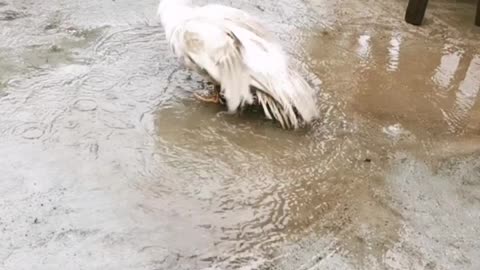 Duck Bathing in Rain Water