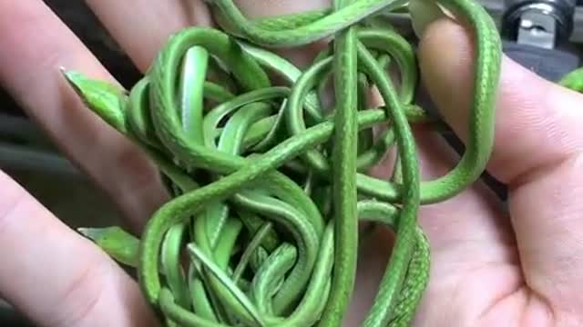 Handful of Slithering Baby Snakes