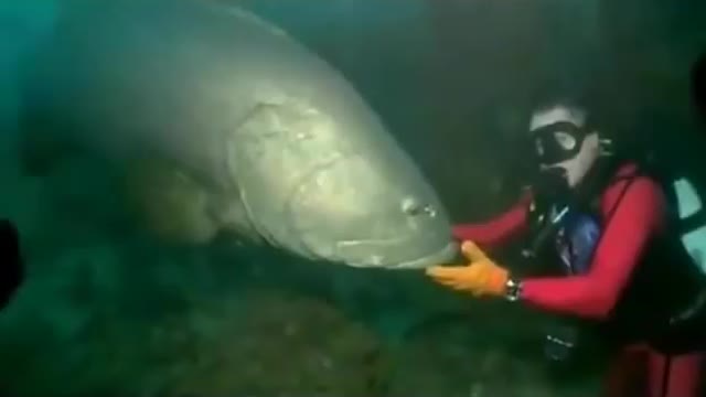 Dangerous Situation: This Massive Fish Bites Scuba Diver