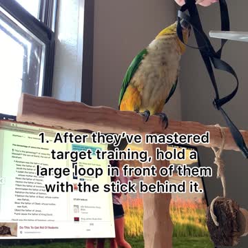 How to train your bird to wear a harness