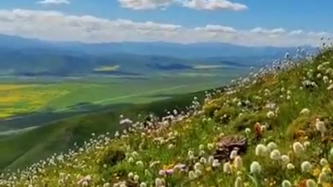 blue sky; white clouds; flowers