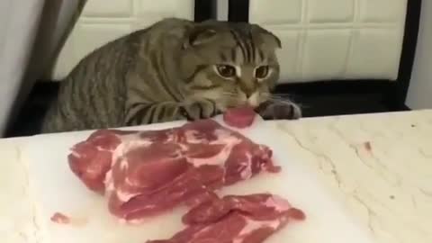 Greedy cat